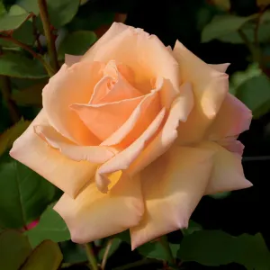 roseOverTheMoon2.jpg
